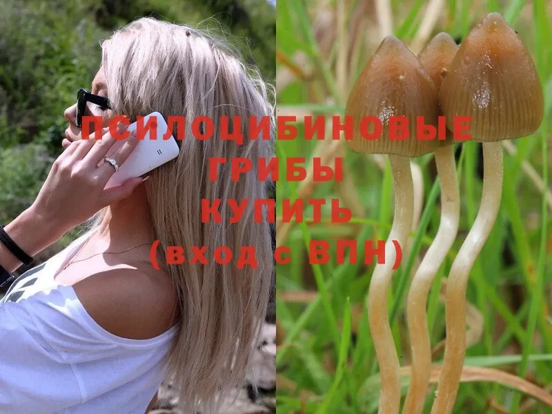 Псилоцибиновые грибы Psilocybe  закладка  kraken ССЫЛКА  Энгельс 