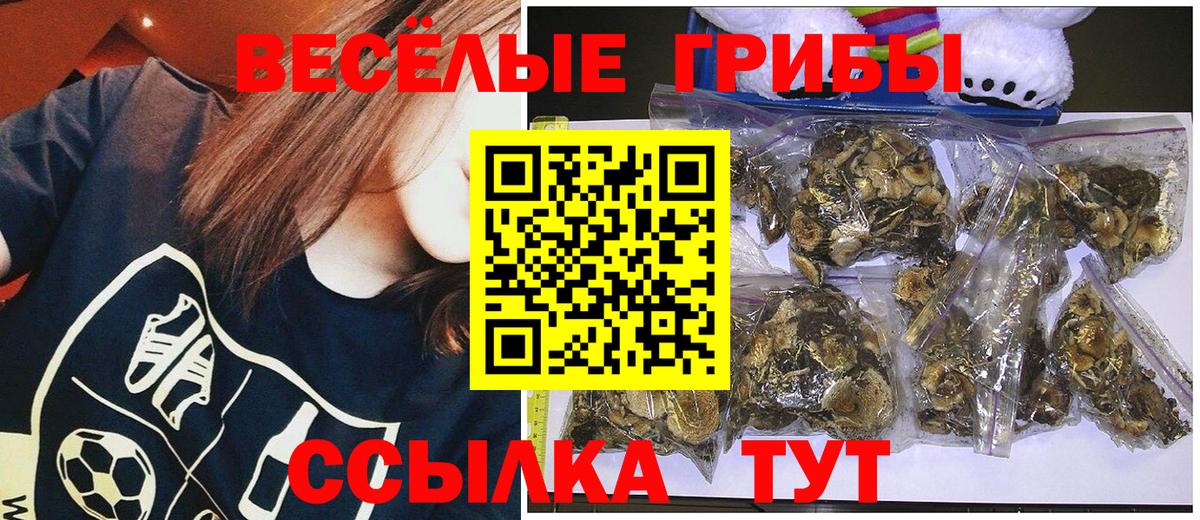 Псилоцибиновые грибы Psilocybine cubensis  Энгельс  Псилоцибиновые грибы прущие грибы 